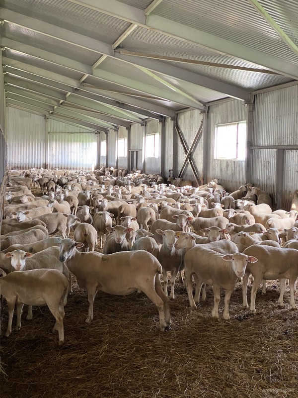 Овцы мясной породы Иль-де-Франс