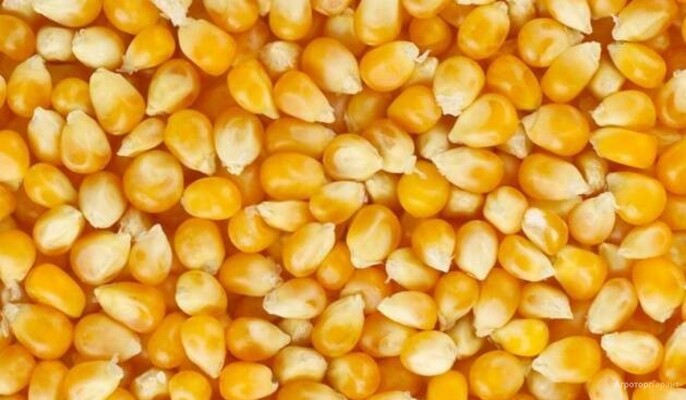 Куплю фуражную кукурузу