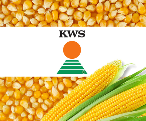 семена кукурузы KWS