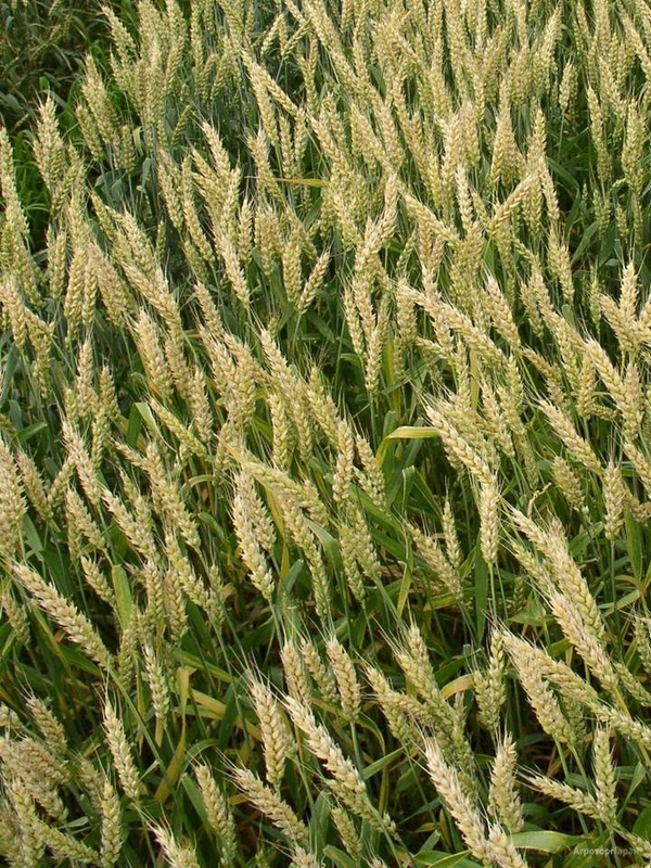 Семена озимой пшеницы сорт Гром ЭС