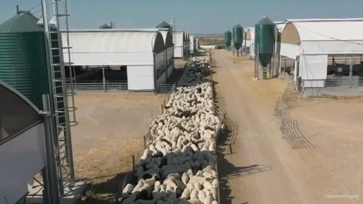 Фидлот - Откормочник для овец баранов JAVIER CAMARA (Испания)