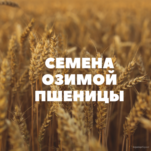 Семена озимой пшеницы на посев