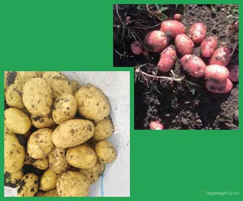Картофель оптом от фермеров Краснодарского края