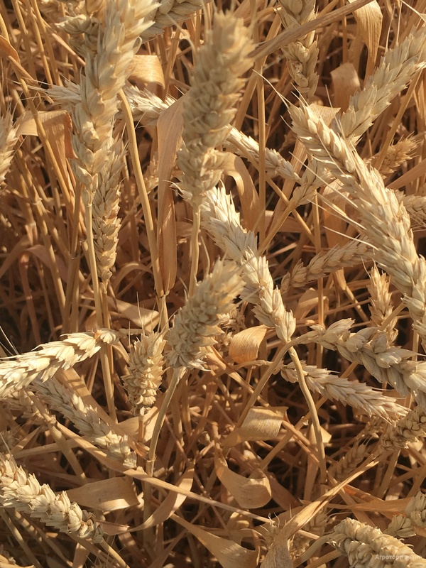 Семена озимой пшеницы сорт Краса Дона ЭС