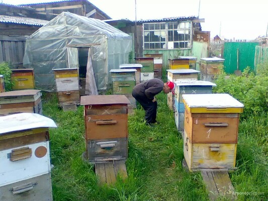 Пчелосемьи, мёд