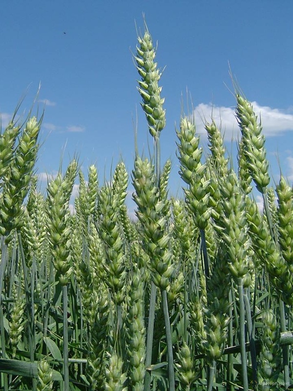 Семена озимой мягкой пшеницы сорт Табор РС1