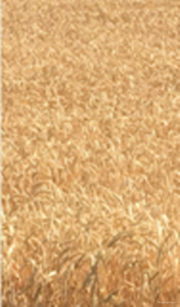 Семена озимой мягкой пшеницы Капризуля ЭС