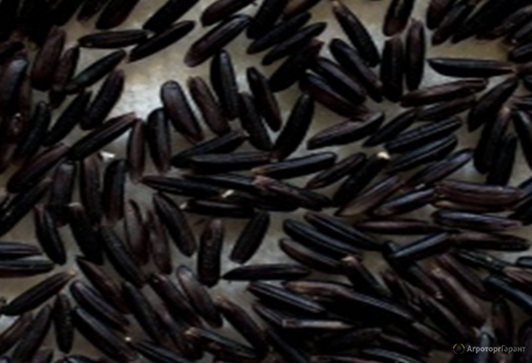Чёрный рис, нешлифованный, сорт Мулатка, урожай 2023 г