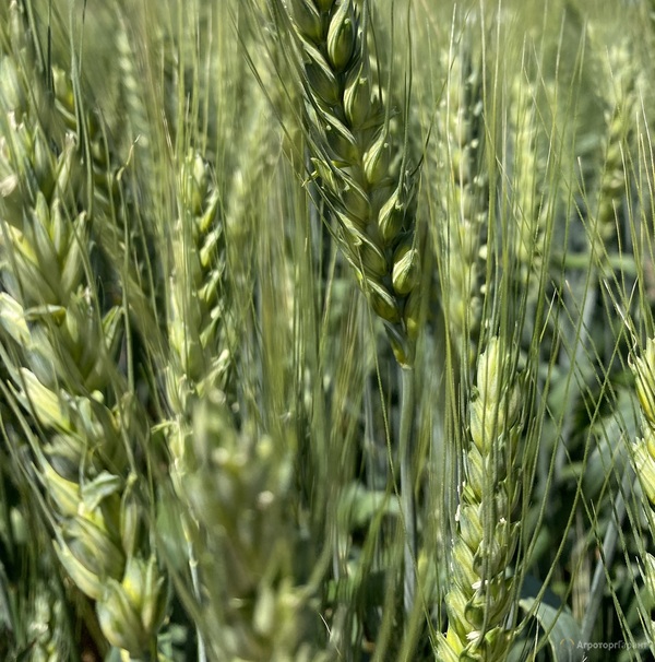 Семена  пшеницы озимой купить Аксинья Амбар Аскет Вольница Вольный Дон Донская