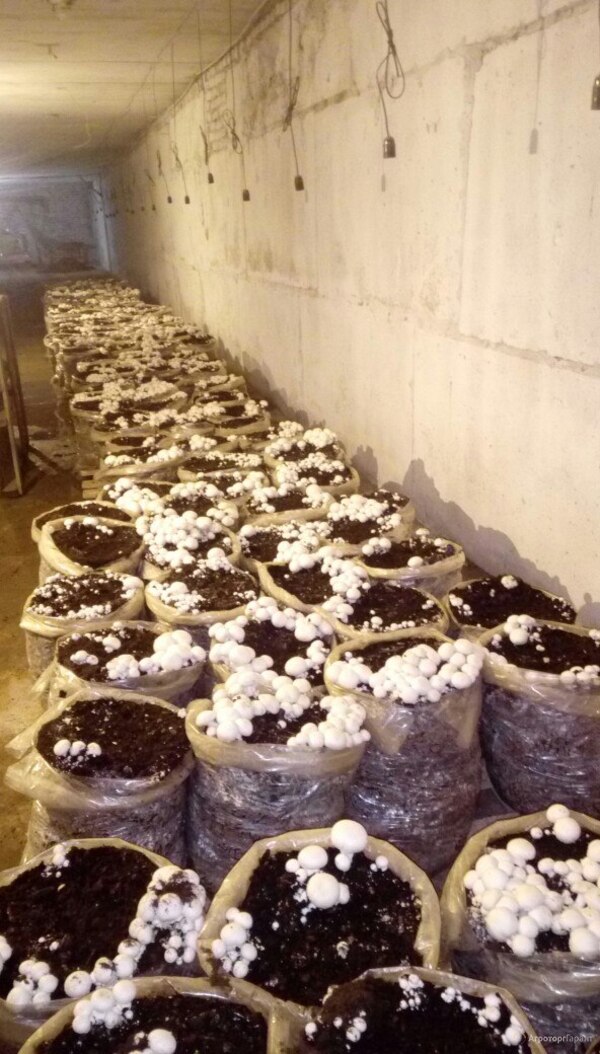 Готовое производство грибов вешенка и Шампиньонов