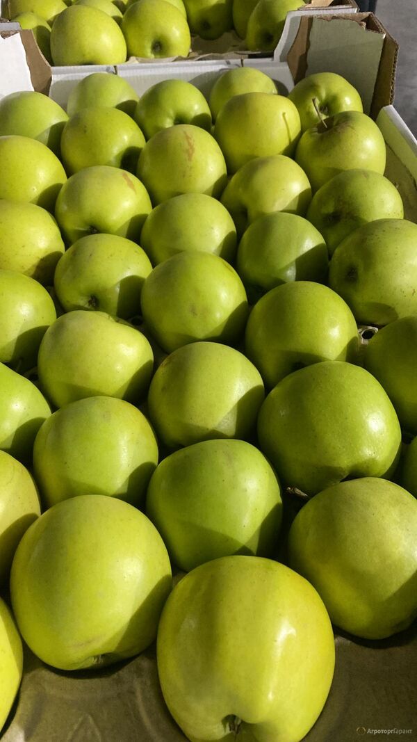 Производим и продаем яблоки. 500 тонн