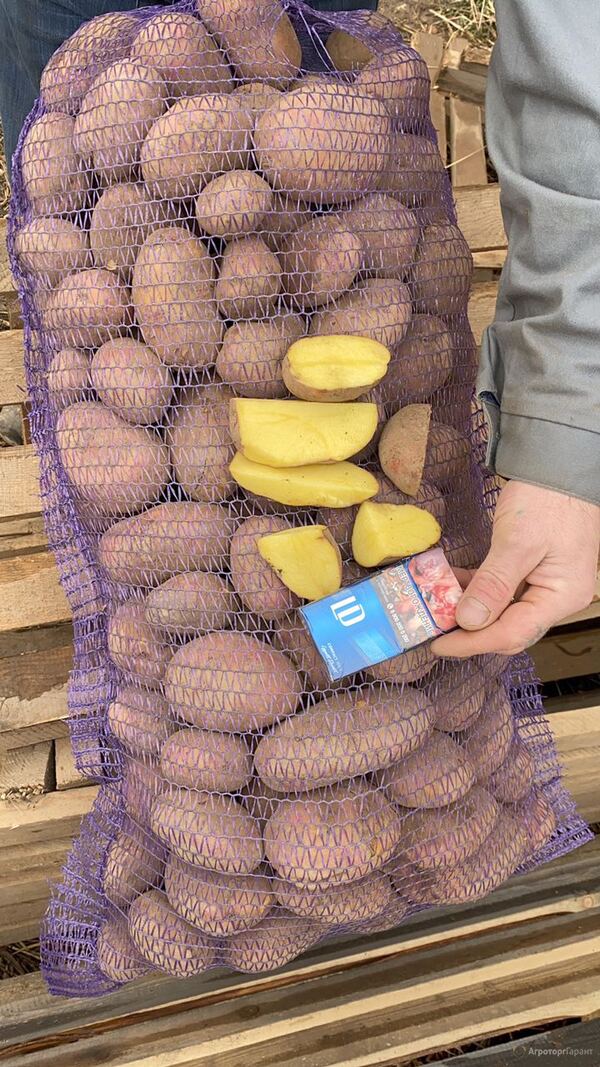 картофель продовольственный оптом от производитея