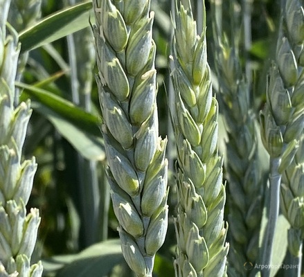 Семена пшеницы озимой купить Алексеич Ахмат Безостая 100 Герда Граф Гром Гомер