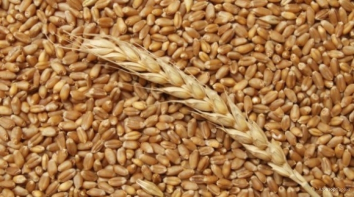 Закупаем пшеницу, ячмень, кукурузу, лён, сою