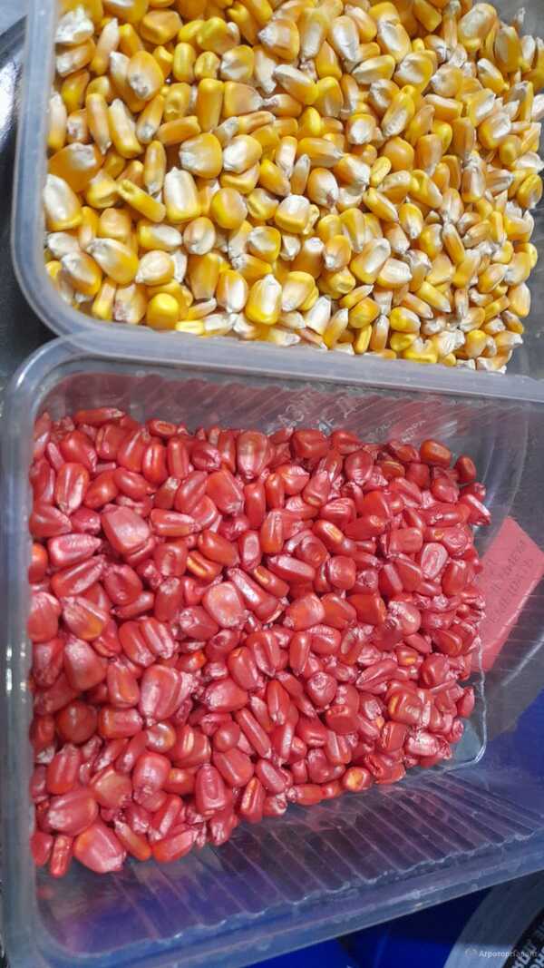 Семена кукурузы 291 амв