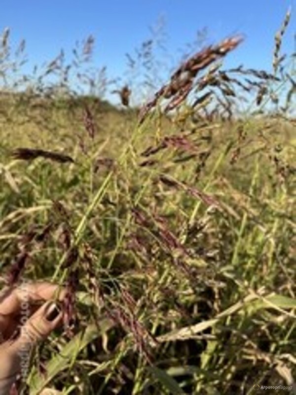 Семена суданской травы