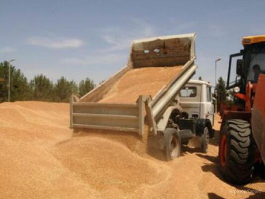 Ищем зерновозы в Ярославской области