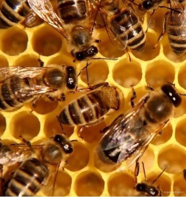Пчелопакеты Карпатка, Карника. Привоз пчелопакетов на 2020 год