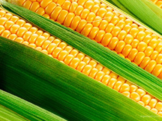 Семена гибридов кукурузы F1  на зерно/силос