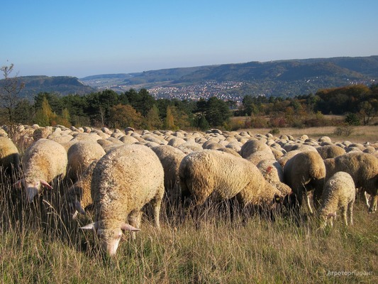 Овцы мясных пород живым весом. 140 руб/кг.