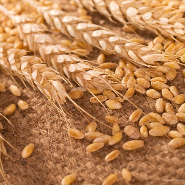 Пшеница 3 класса оптом от производителя. 16500 руб/тонна.