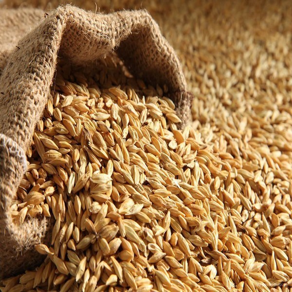 Фуражная пшеница и ячмень