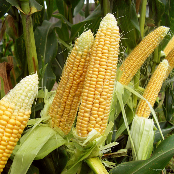 Cемена кукурузы Краснодарский