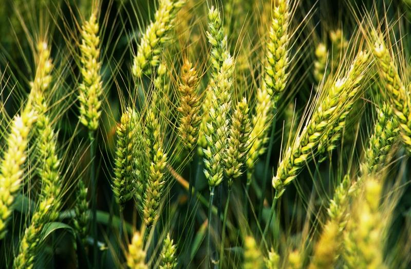пшеница зеленая без смс