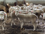 Овцы мясной породы Иль-де-Франс
