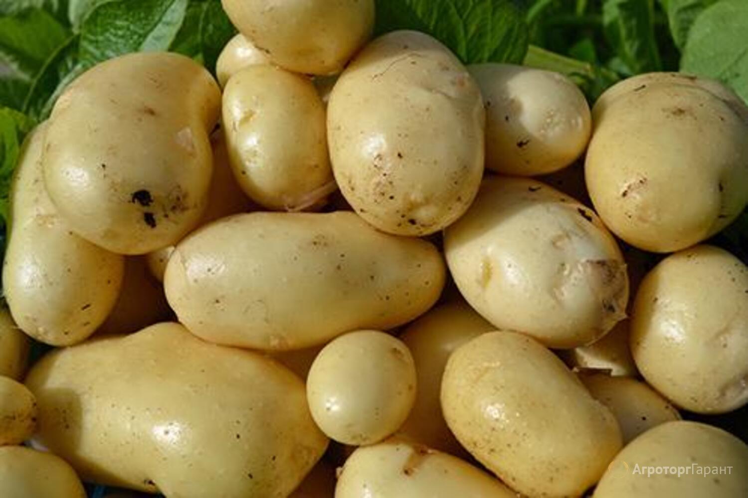 Сорт картофеля примабель
