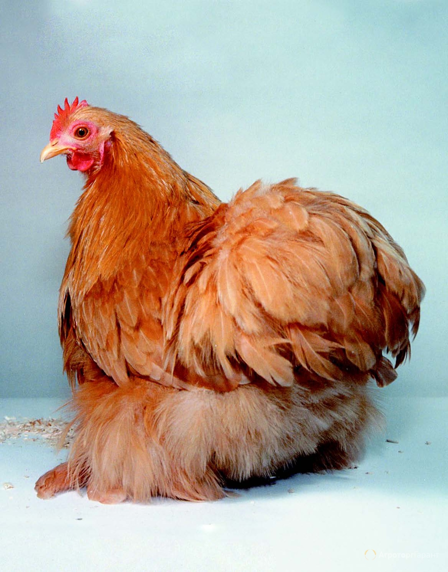 Большая курица название. Род-Айленд порода кур. Петух Орпингтон. Брама курчавая. Бентамка курчавая.