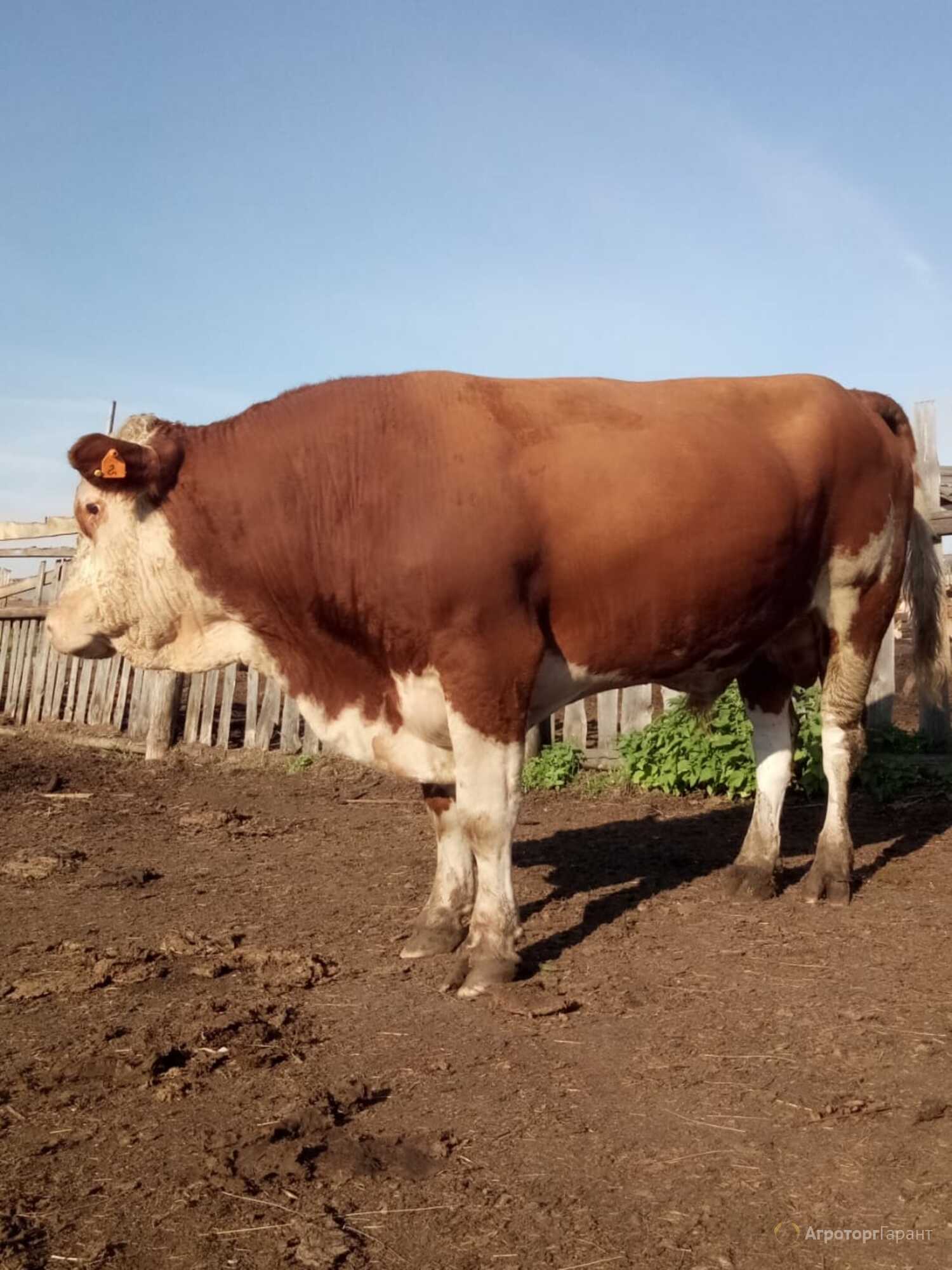 Телята, бычки, нетели, коровы породы Герефорд купить в Свердловской области  | 55011