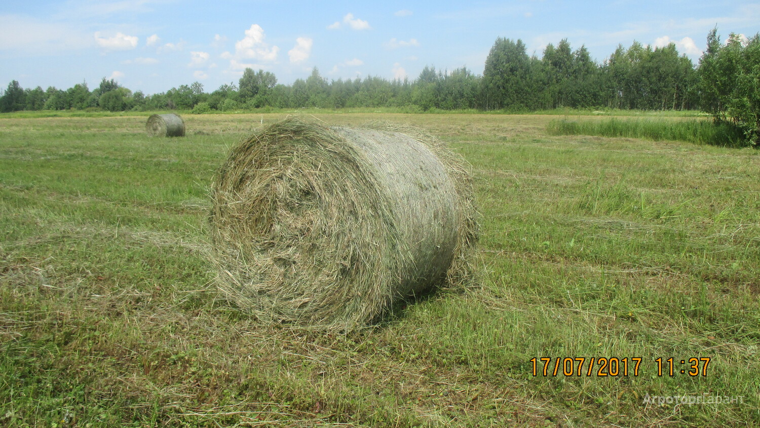 Купить сено в тульской. Сено в тюках 250 кг. Размер рулона сена. Диаметр рулона сена 250 кг. Сено в рулонах в Лебяжье Кировской области.