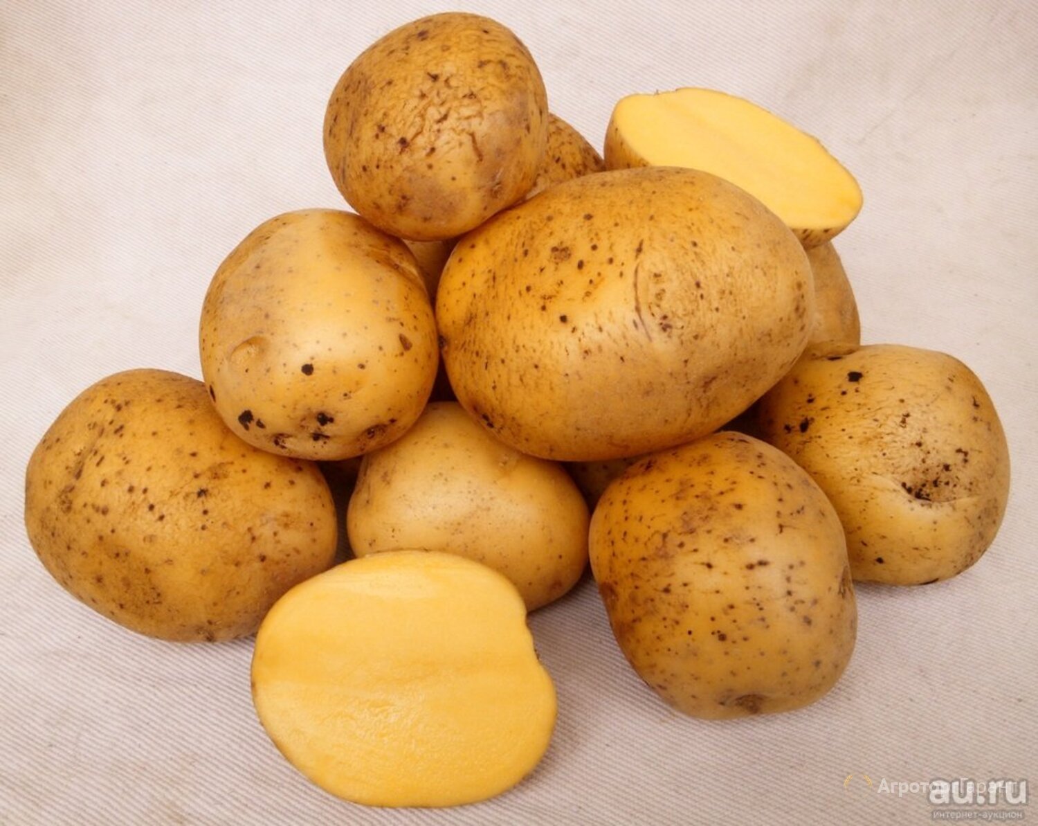 Картофель купить в новосибирске. Картофель Гала. Сорт картофеля Гала. Сорт Гала. Сорт Гала картофель Норика.