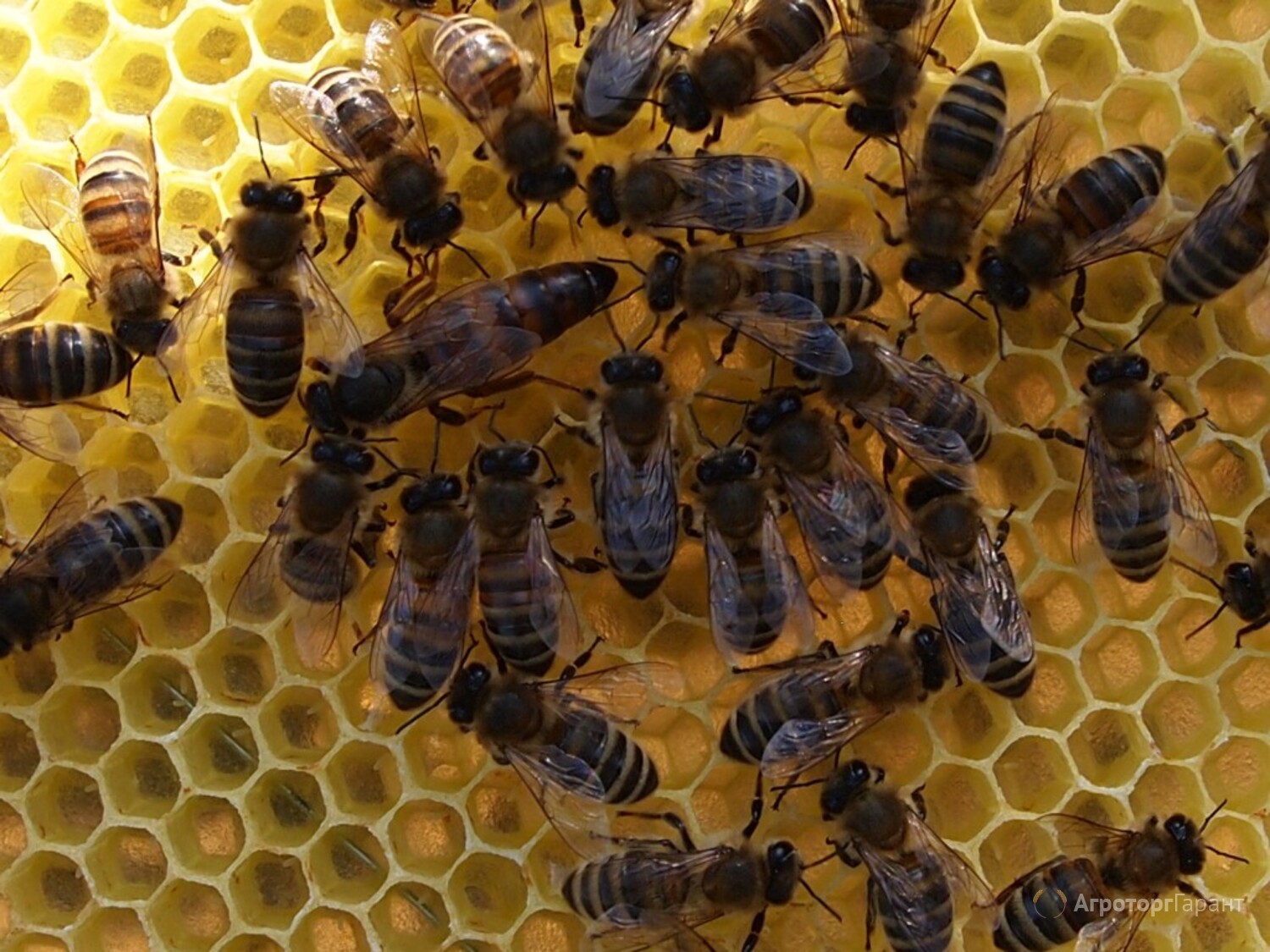 Среднерусская порода пчел. Пчела Карпатка. Пчелопакеты Карпатка. Среднерусская пчела и Карпатка. Пчеломатка Среднерусская.
