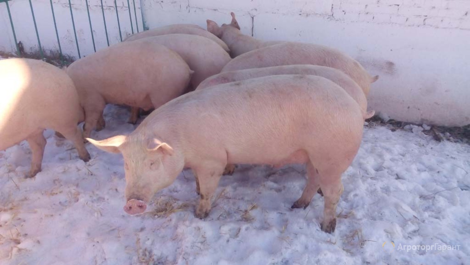 Авито продажа свиней. Закупаем свиней живым весом. Закупаем свиней живым Крым.