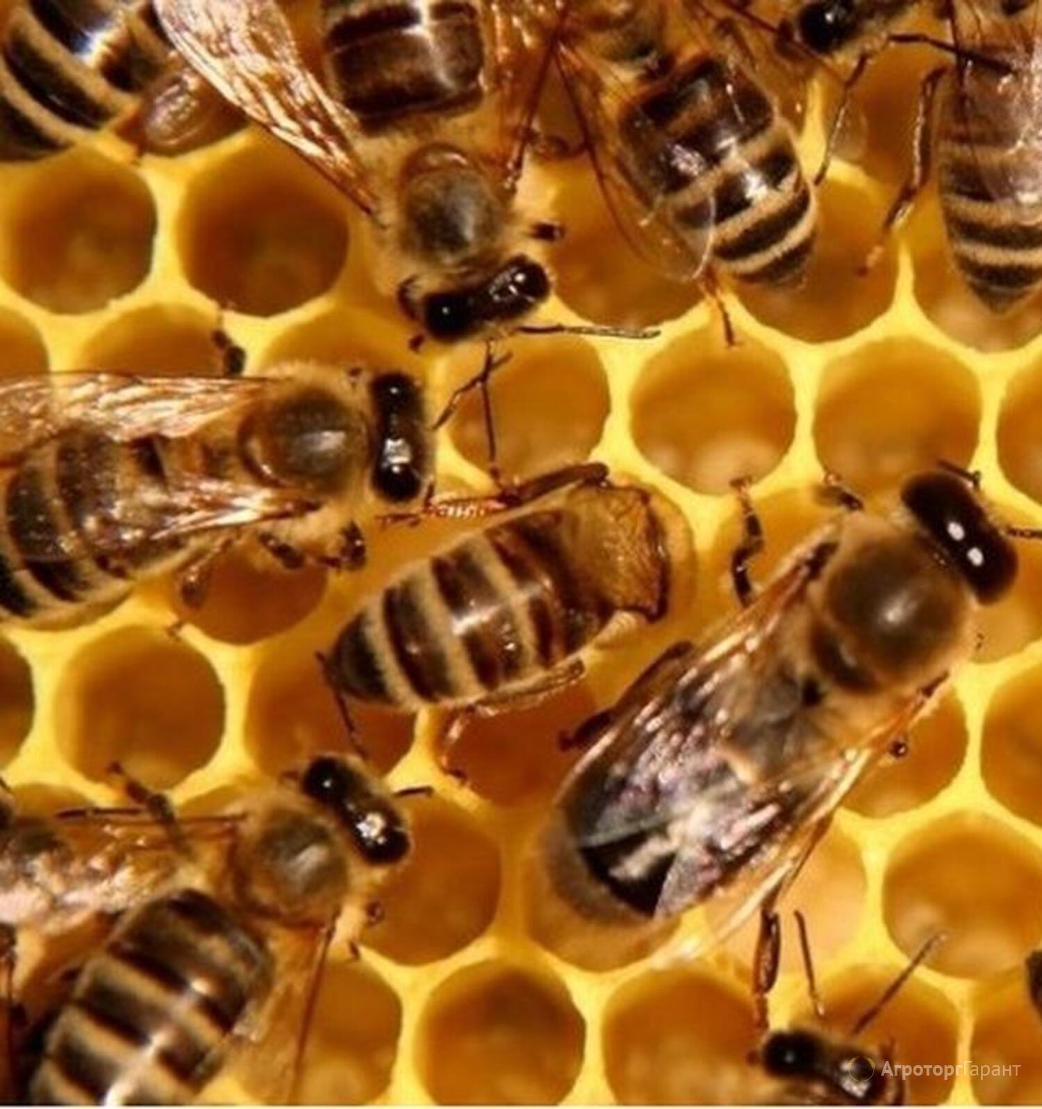 Породы пчел купить. Пчеломатки Карника Карпатка. Пчелопакеты Карпатка. Пчелопакеты Карника. Пчелопакеты,пчелосемьи Карника.