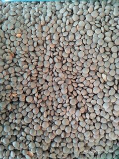 Продаю Семена чечевицы красной на выращивание в Ростовской области