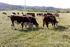 Продаю Продам стадо коровы, телята в Алтайском крае