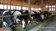 Продаю Продаём нетелей, тёлок, бычков (племенных, товарных; молочных и мясных пород) с ферм в Республике Татарстан