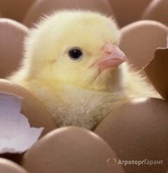 Продаю Продам инкубационное яйцо в Республике Крым