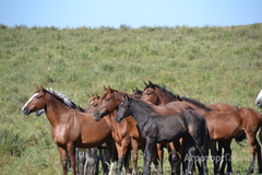 Продаю Продажа лошадей в Алтайском крае