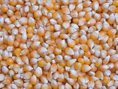 Продаю Кукуруза, зерно продаем франко-вагон FCA в Краснодарском крае