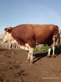 Продаю Телята, бычки, нетели, коровы породы Герефорд в Свердловской области
