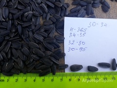 Продаю Семечка крупноплодная калиброванная 30-34 в Краснодарском крае