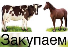 Продаю Закупаем лошадей, КРС оптом в Алтайском крае