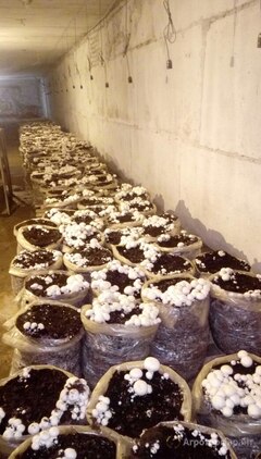 Продаю Готовое производство грибов вешенка и Шампиньонов в Ростовской области