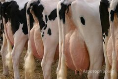 Продаю Купите молочных пород Нетелей племенных от 30 голов в Воронежской области
