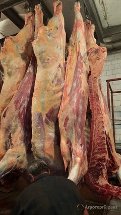 Продаю мясо говядина в Ханты-Мансийском автономном округе
