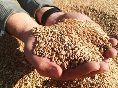 Куплю Пшеница 5 класса в Краснодарском крае